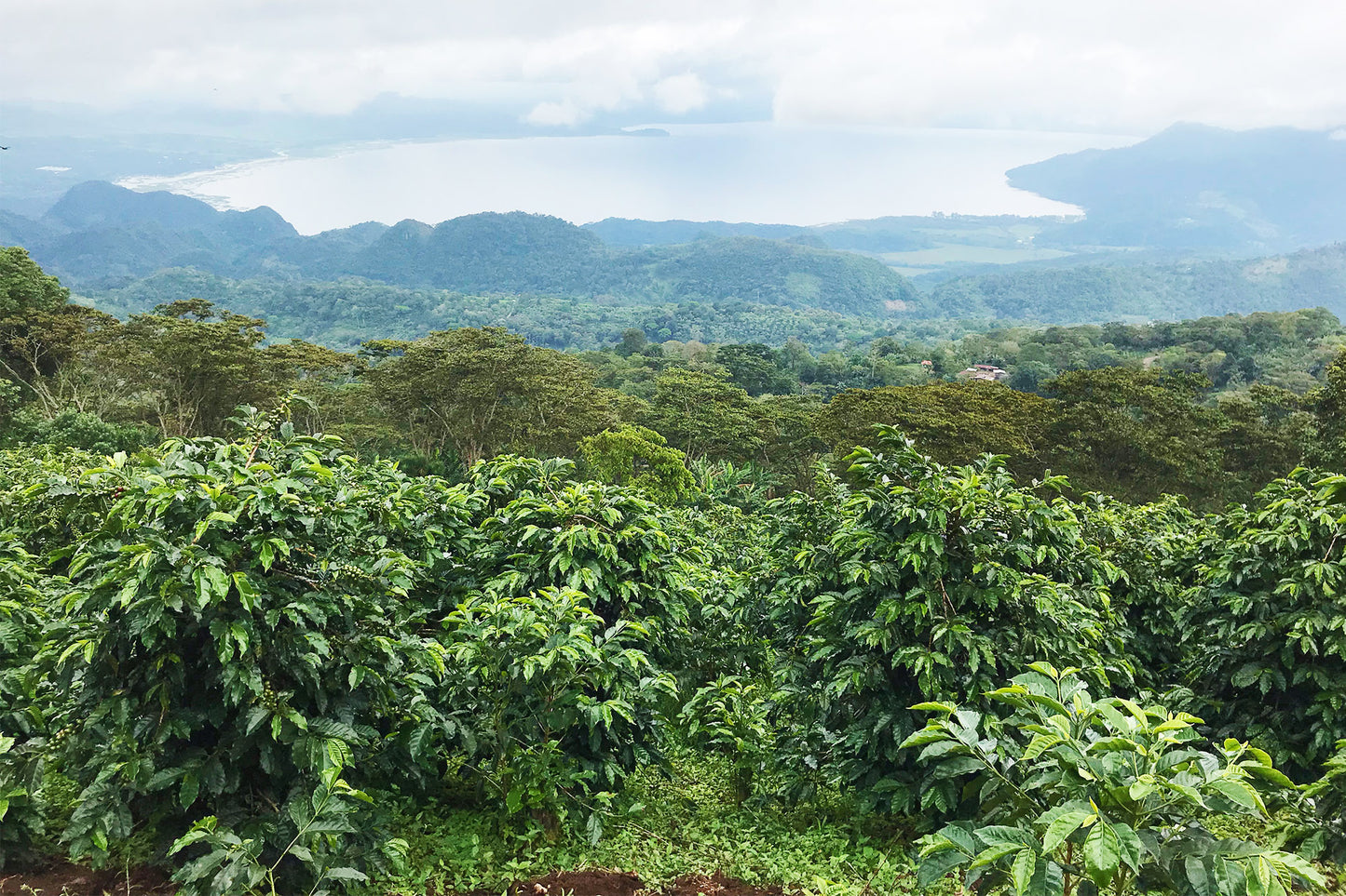HONDURAS YOJOA LOT #2