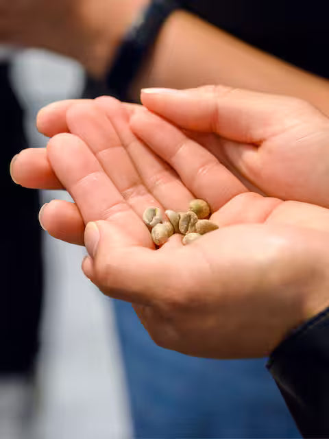 Close-up of hands holding small stones with a blurred background