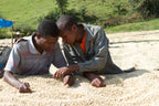 Two men examine DECAF SINGLE ORIGIN coffee beans drying on a large outdoor rack.