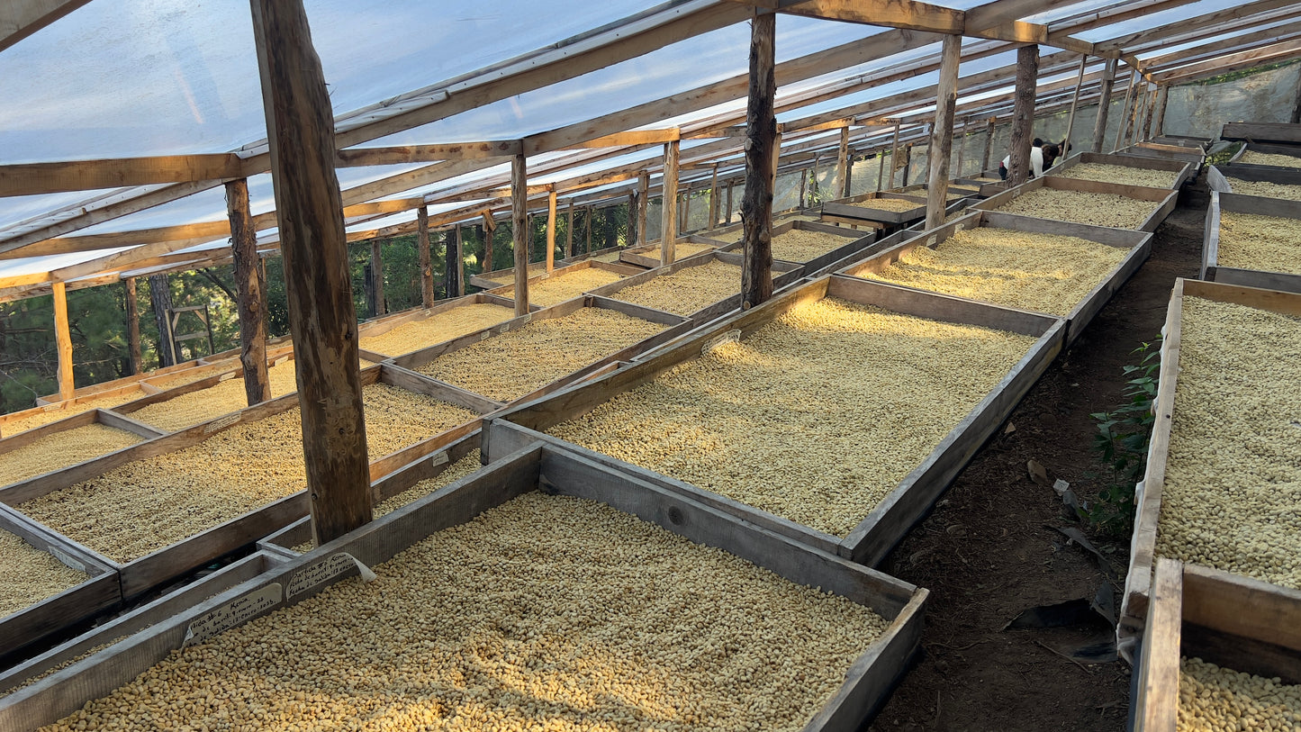 EL SALVADOR FINCA CASTELGAZZO