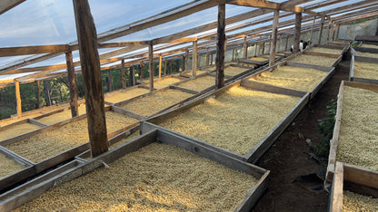 EL SALVADOR FINCA CASTELGAZZO