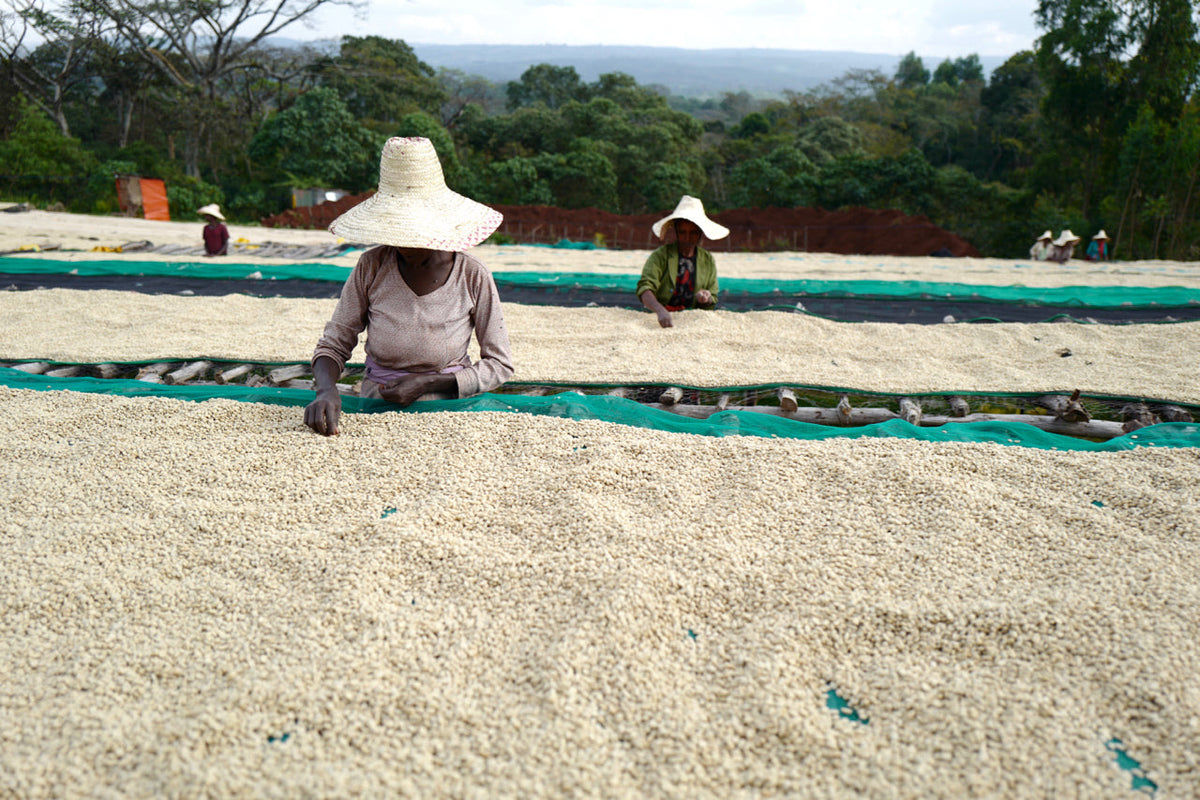Workers drying coffee beans on a晒干场