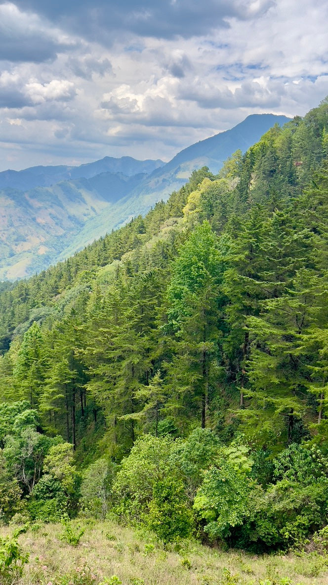 EL SALVADOR FINCA CASTELGAZZO