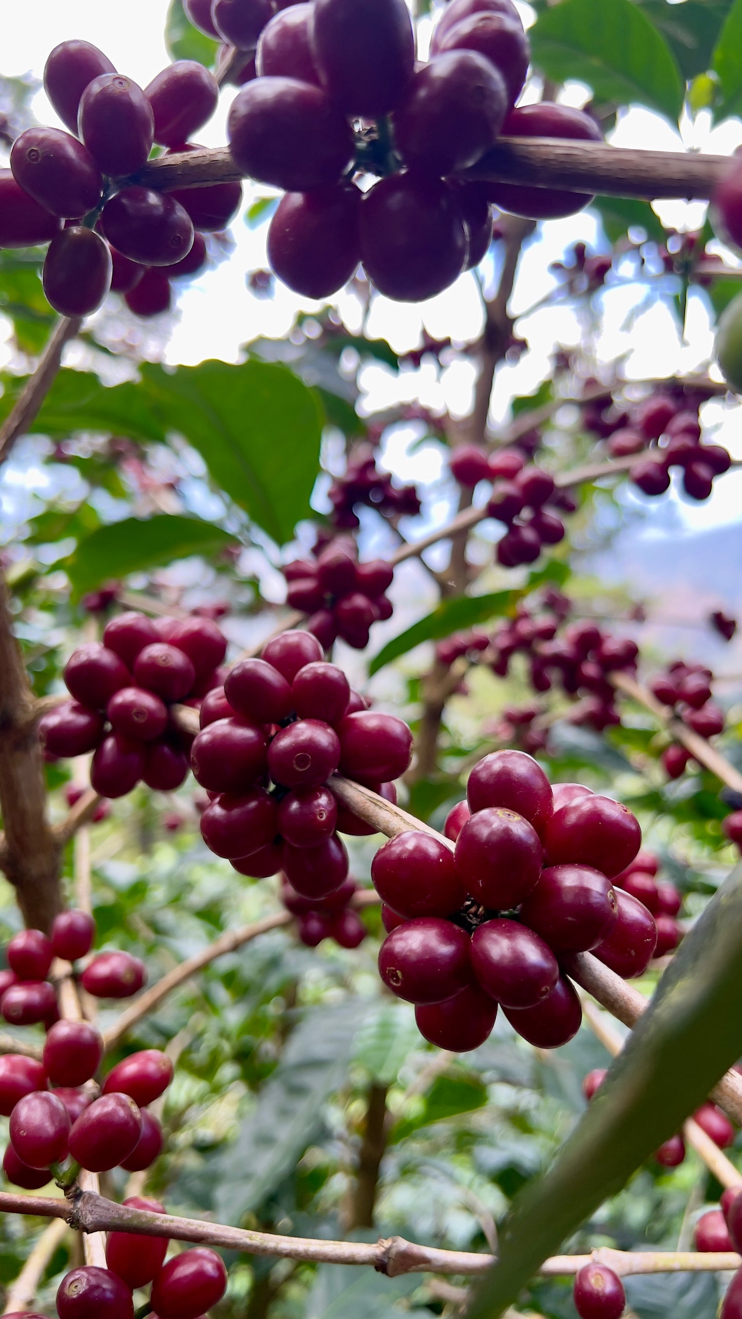 EL SALVADOR FINCA CASTELGAZZO