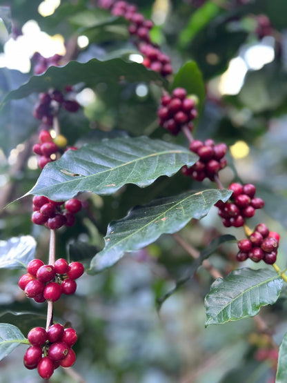 EL SALVADOR FINCA CASTELGAZZO