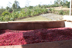 A large wooden bin filled with harvested red coffee cherries for ETHIOPIA HABATMU FEKADU GORO, with rows of drying beds visible in a field in the background.