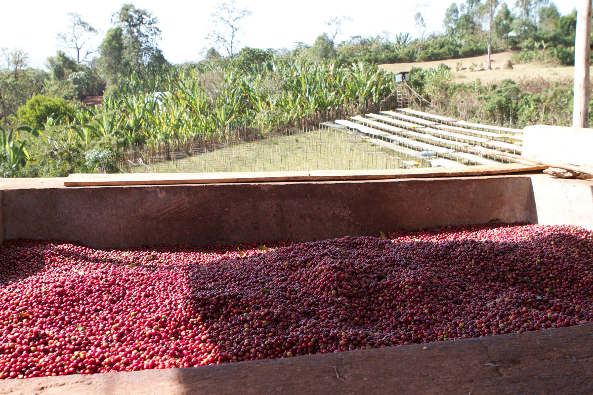 A large wooden bin filled with harvested red coffee cherries for ETHIOPIA HABATMU FEKADU GORO, with rows of drying beds visible in a field in the background.