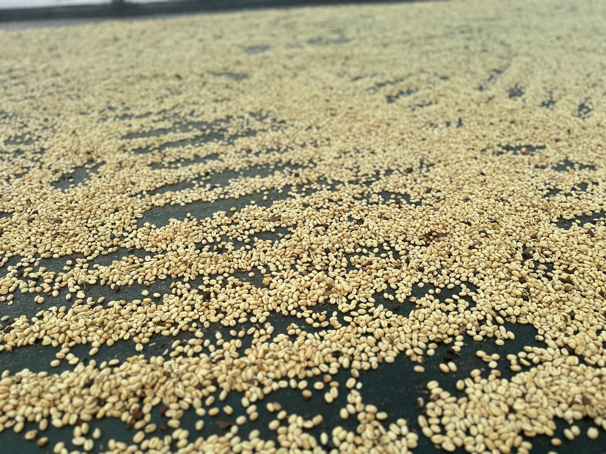 Thousands of COLOMBIA EL MESON coffee beans are spread evenly on a dark, flat surface for drying, with the background softly blurred.