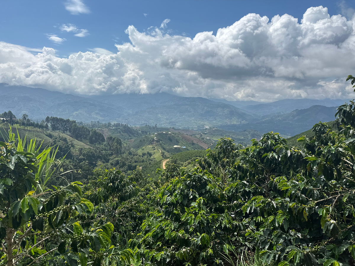 A landscape image featuring a lush green field with clouds in the background, likely representing the coffee plantation mentioned in the product description.