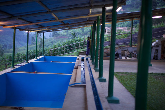 WHOLESALE - RWANDA TUMBA