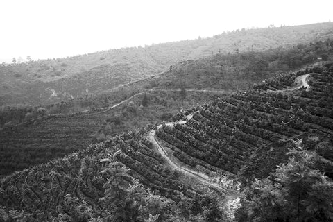 Guatemala Buena Vista