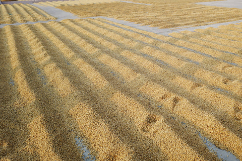 Guatemala Buena Vista Gesha
