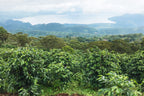 Coffee plants for HONDURAS ROBERT FIGUEROA growing on a hillside overlooking a large lake and mountains.