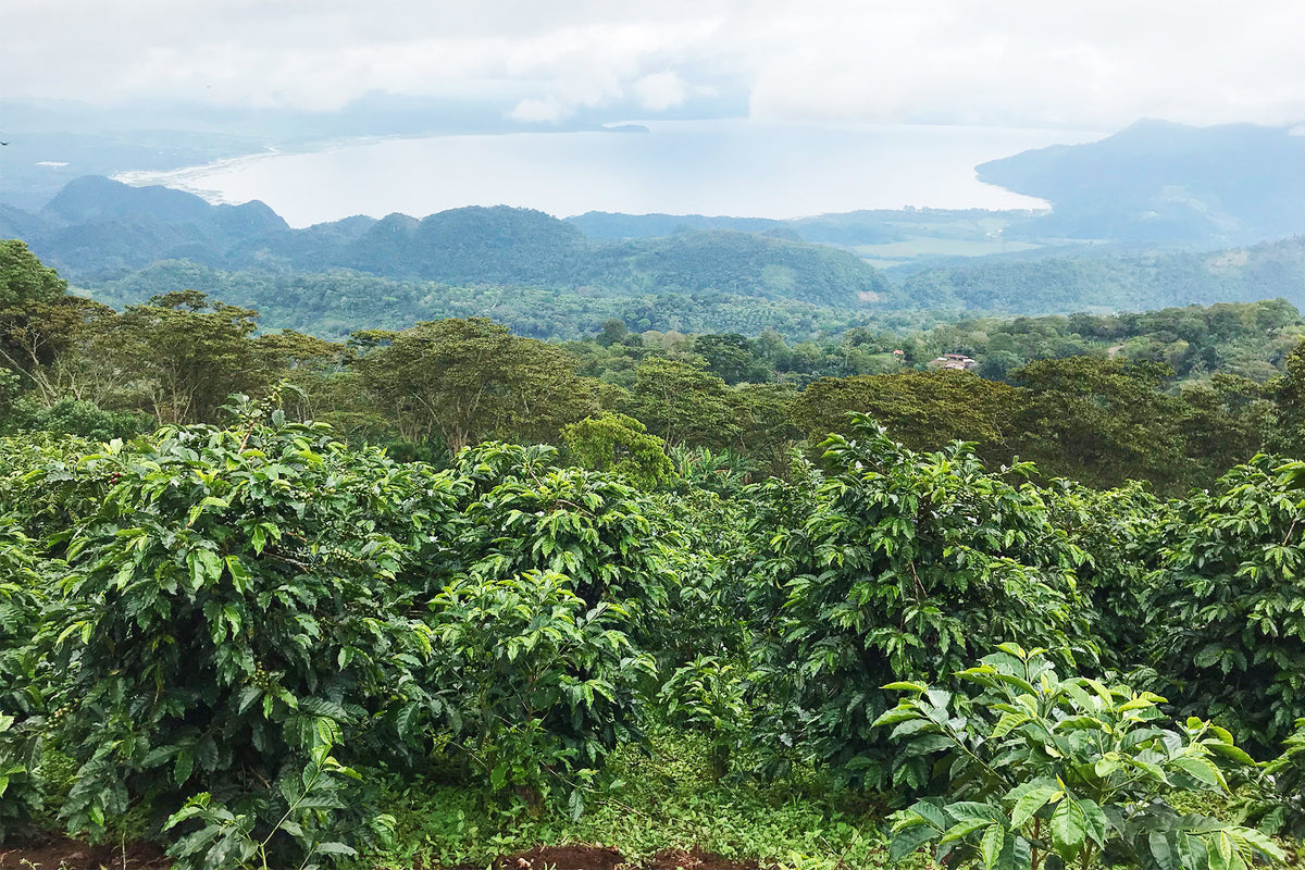 Coffee plants for HONDURAS ROBERT FIGUEROA growing on a hillside overlooking a large lake and mountains.