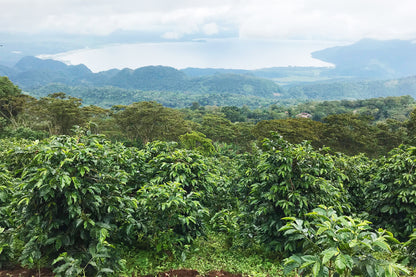 HONDURAS YOJOA LOT #2